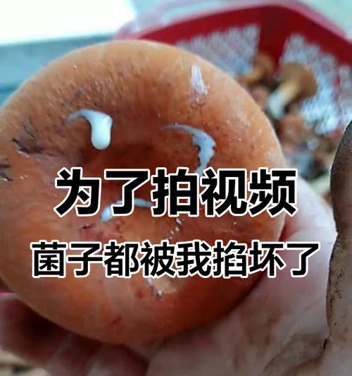 蘑菇的烂与否如何判断？（探究蘑菇的质量鉴定标准，让你吃得放心）