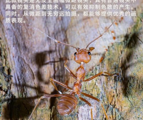 老蛙60微距镜头的性能和优势（深度揭秘老蛙60微距镜头的出色成像效果和便携性能）
