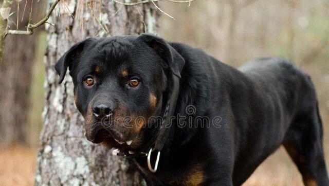 比特犬小头身长（探索比特犬头身比例之谜，揭示其与品种发展的关系）